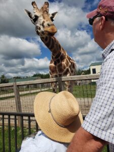 Field Trip at Safari North with a participant wearing a hat and sitting in a wheel chair near a giraffe
